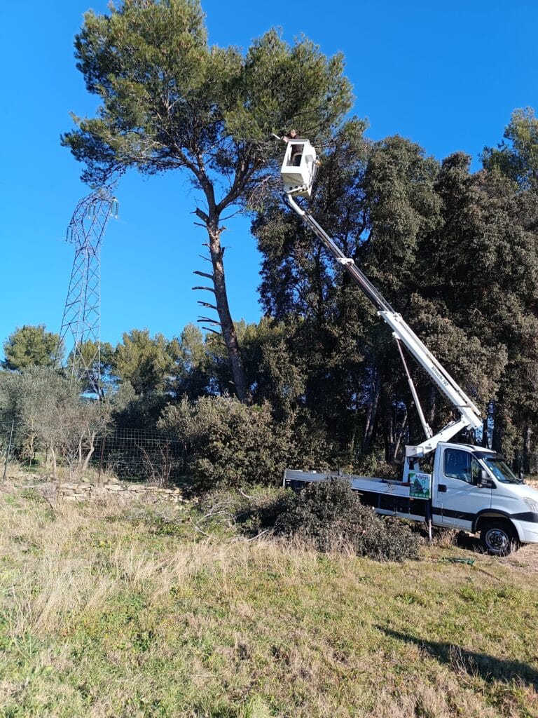 Homme élagueur en nacelle élévatrice taille un grand pin près d'un pylône électrique. Camion Mr. Catoire Élagage 07 80 49 18 18.