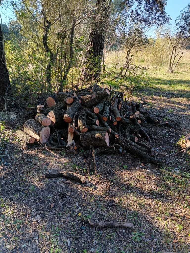 Pile de bûches et branches de bois fraîchement coupées au sol d'une forêt ensoleillée, prêtes pour le chauffage.