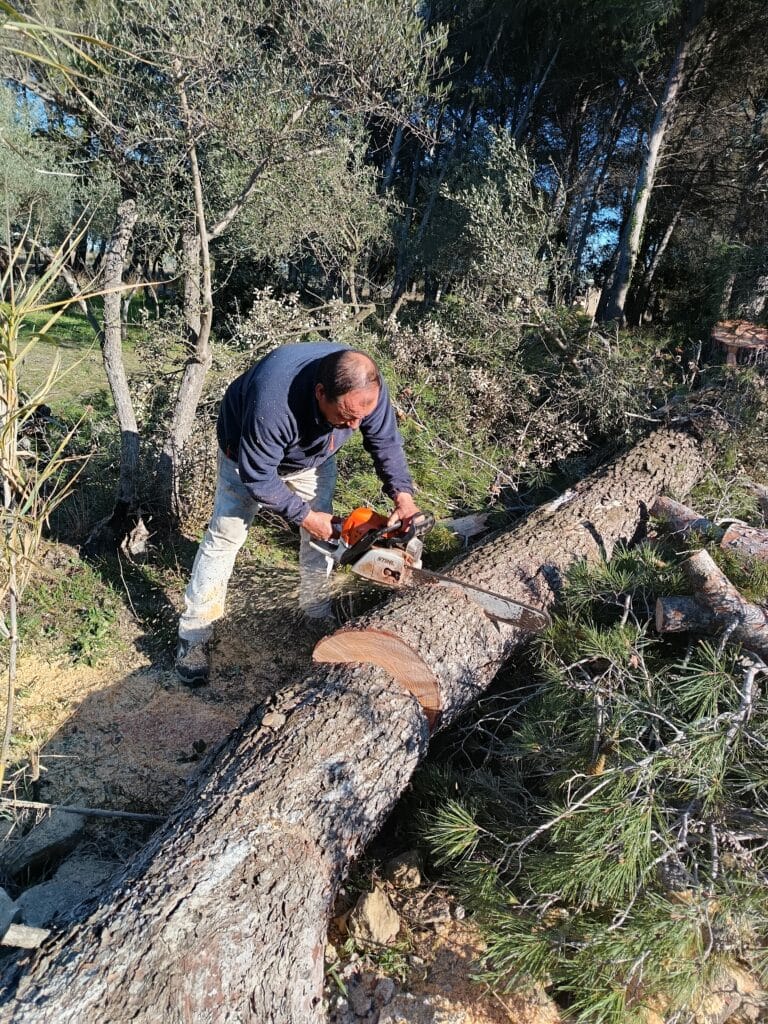 Un homme coupe un gros tronc de pin avec une tronçonneuse STIHL dans un environnement boisé ensoleillé, entouré de sciure de bois. Il est concentré sur la tâche.