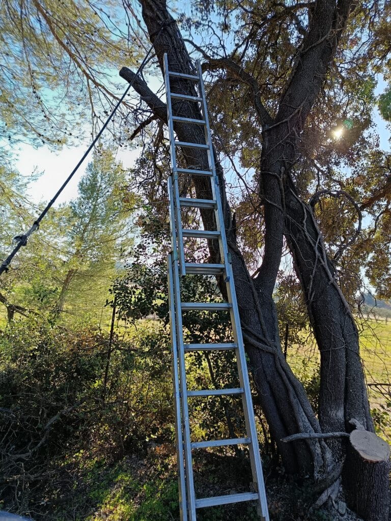 Longue échelle d'élagage argentée appuyée sur un arbre massif aux racines, avec corde et coupe de branches, sous soleil éclatant.