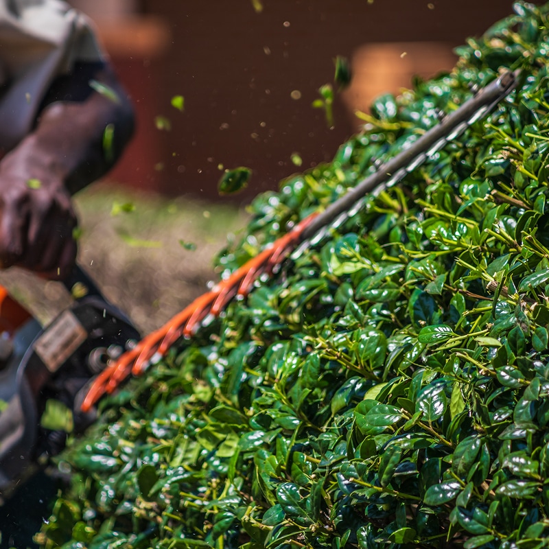 Gros plan sur un jardinier taillant une haie verte luxuriante avec un taille-haie motorisé, feuilles volantes.
